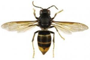 vespavelutina1
